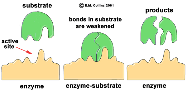 enzyme5